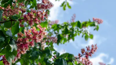 Crisp General Wallpaper Abstract Wallpaper 4K 4928x2772 Wallpaper, General, 4928x2772, Pink, Gray, Ultrawide, 4k