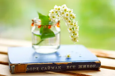 Clear Glass Jar White Nature Wallpaper 4K 2700x1807 A, Clear, Glass, Jar, With, White, Flowers, Rests, Blue, Book, Creating, Serene, Landscape, QHD