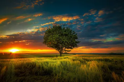 Misty Sunset Wallpaper Nature Wallpaper 4K 1920x1281 A, Stunning, Sunset, Casts, Warm, Sunbeams, Over, Golden, Field, Featuring, Solitary, Tree, Orange, Brown, Purple, Landscape, Full HD