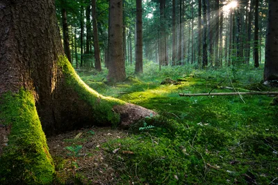 Serene Forest Lush Nature Wallpaper 4K 1920x1280 A, Serene, Forest, Scene, Featuring, Lush, Green, Moss-covered, Tree, Roots, Gentle, Sunlight, Brown, White, Landscape, Full HD