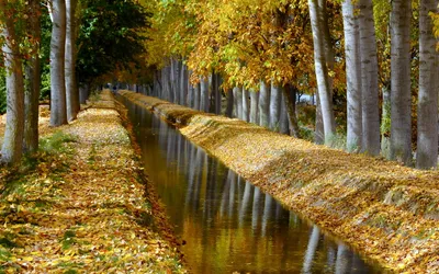 Serene Fall Narrow Canal Lined Nature Wallpaper 4K 1920x1200 Hd, Pc, Desktop, Wallpaper, Of, A, Serene, Fall, Scene, Featuring, Narrow, Canal, Orange, Ultrawide, Full HD