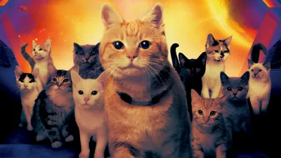 Quad Movie Marvels Pack Wide Animals Wallpaper 4K 2999x1687 2k, Quad, Hd, Pc, Desktop, Wallpaper/background:, For, The, Movie, Marvels, Pack, Wide-eyed, Pink, Orange, Yellow, Ultrawide, QHD