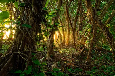 Lush Rainforest Vines Dense Trees Nature Wallpaper 4K 2000x1333 Hd, Desktop, Wallpaper, Of, A, Lush, Rainforest, With, Vines, Dense, Trees, Sunlight, Brown, Ultrawide, Full HD
