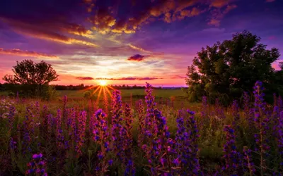 Vibrant Field Purple Nature Wallpaper 4K 2048x1280 A, Vibrant, Field, Of, Purple, Lupine, Flowers, Under, Stunning, Sunset, Rays, Sunlight, Gray, White, Brown, Ultrawide, Full HD