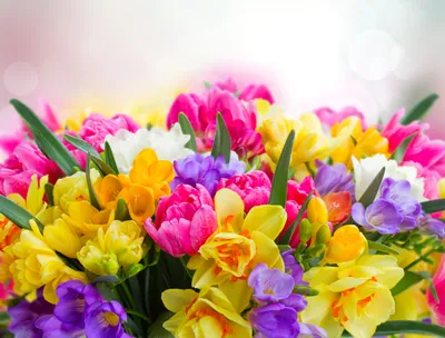 Vibrant Bouquet Purple Yellow Pink Nature Wallpaper 4K 5000x3800 A, Vibrant, Bouquet, Of, Purple, Yellow, Pink, And, White, Flowers, Full, Bloom, Landscape, 4k