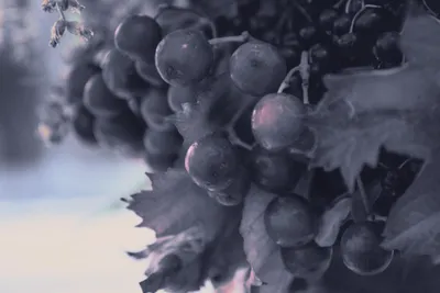 Epic Digital Wallpaper Technology Wallpaper 4K 4608x3072 Digital, Painting, Illustration, Artwork, Moody, Close-up, Of, Dew-kissed, Grapes, Vine, Muted, White, Landscape, 4K
