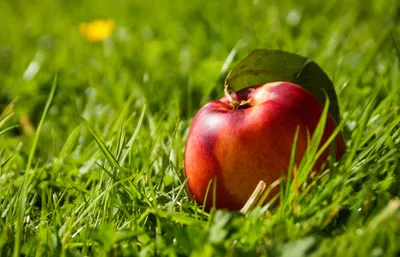 Bold Fruit Wallpaper Wallpaper 4K, Abstract category