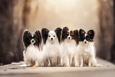 Animal Papillon Animals Animals Wallpaper 4K 6144x4096 Animal, Papillon, Hd, Desktop, Wallpaper, Background, Image, White, Landscape, 4K