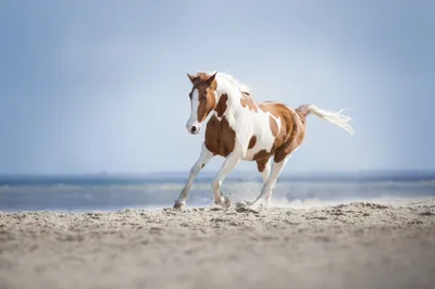 Depth Field Sand Foal Animals Wallpaper 4K 2048x1366 Depth, Of, Field, Sand, Foal, Baby, Animal, Horse, Desktop, Gray, White, Landscape, Full HD