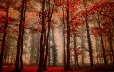 Foggy Forest Fall Nature Wallpaper 4K 2560x1627 Hd, Pc, Wallpaper, Of, A, Foggy, Forest, In, Fall, Tall, Trees, Vibrant, Brown, Gray, Ultrawide, QHD