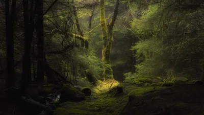 Bright Serene Wallpaper Nature Wallpaper 4K 3840x2160 A, Serene, Forest, Scene, With, Moss-covered, Trees, And, Soft, Sunlight, Filtering, Through, Brown, Ultrawide, 4k