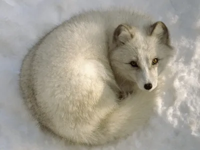 Arctic Fox Curled Snow Its Animals Wallpaper 4K 1600x1200 Hd, Desktop, Wallpaper, Featuring, An, Arctic, Fox, Curled, Snow, Showcasing, Thick, White, Gray, Landscape
