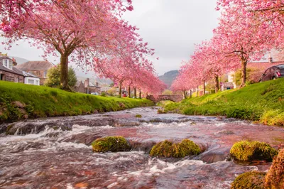 Golden Serene Wallpaper Nature Wallpaper 4K 2048x1365 A, Serene, River, Flows, Through, Village, Lined, Vibrant, Cherry, Blossom, Trees, Showcasing, White, Ultrawide, Full HD