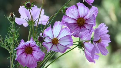Vibrant Purple Cosmos Flowers Nature Wallpaper 4K 2048x1154 Hd, Desktop, Wallpaper, Featuring, Vibrant, Purple, Cosmos, Flowers, Nature, Showcasing, Delicate, Petals, Gray, White, Ultrawide, Full HD