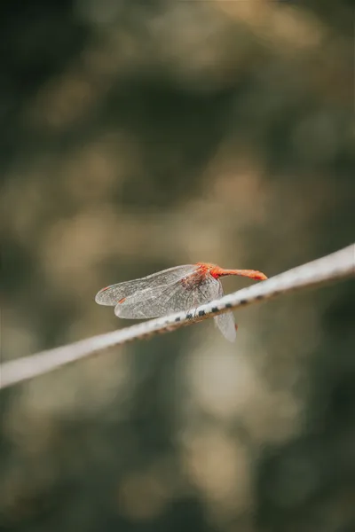 Red Dragonfly Sitting Fantasy Wallpaper 4K 3072x4608 Gray, Brown