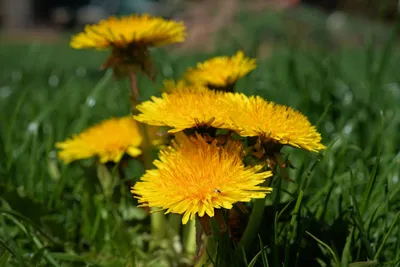 Dreamy Nature Wallpaper Nature Wallpaper 4K 1920x1281 Nature, Dandelion, Hd, Desktop, Wallpaper, Background, Image, Yellow, Purple, Landscape, Full HD