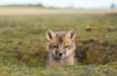 Close Baby Fox Cub Animals Wallpaper 4K 1920x1244 Close-up, Of, A, Baby, Fox, Cub, In, Natural, Grassy, Field, Soft, Depth, White, Ultrawide, Full HD