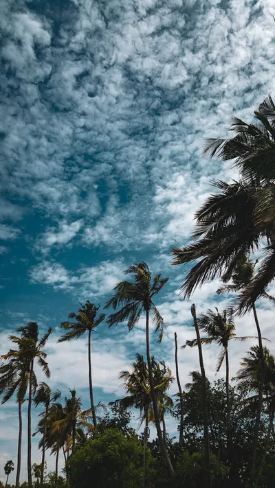 Coconut Trees Cloudy Wallpaper 4K, Nature category