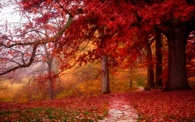 Vibrant Autumn Red Nature Wallpaper 4K 1920x1200 A, Vibrant, Autumn, Scene, With, Striking, Red, Trees, Lining, Winding, Stone, Path, Brown, Ultrawide, Full HD