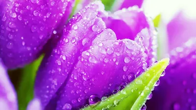 Close Vibrant Purple Tulips Nature Wallpaper 4K 1920x1080 Close-up, Of, Vibrant, Purple, Tulips, Adorned, With, Droplets, Water, Showcasing, Their, Delicate, White, Pink, Ultrawide, Full HD