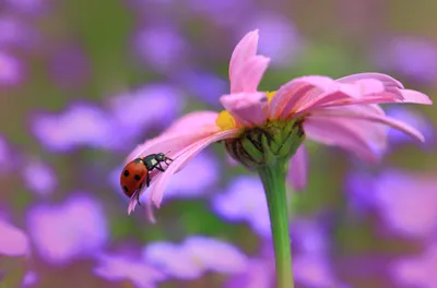 Pink Flower Macro Animals Wallpaper 4K 2000x1320 Pink, Flower, Macro, Animal, Ladybug, Hd, Desktop, Brown, White, Ultrawide, Full HD