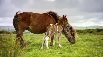 Serene Foal Wallpaper Animals Wallpaper 4K 2048x1152 Foal, Baby, Animal, Horse, Hd, Desktop, Wallpaper, White, Gray, Ultrawide, Full HD