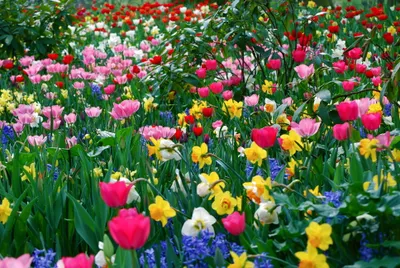 Vibrant Meadow Filled Blooming Daffodils Abstract Wallpaper 4K 3872x2592 A, Vibrant, Meadow, Filled, With, Blooming, Daffodils, Tulips, Colorful, Petals, Amidst, Lush, Brown, Red, Landscape, 4K