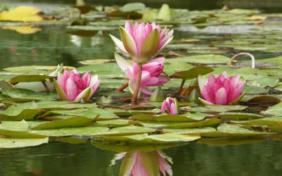 Misty Serene Wallpaper Abstract Wallpaper 4K 2560x1600 A, Serene, Scene, Featuring, Vibrant, Pink, Water, Lilies, Blooming, Tranquil, Pond, Surrounded, Gray, Ultrawide, QHD