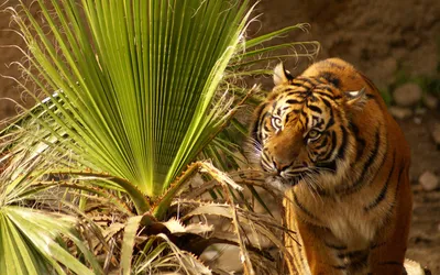 Golden Majestic Wallpaper Animals Wallpaper 4K 1920x1200 Hd, Pc, Desktop, Wallpaper, Featuring, A, Majestic, Tiger, Walking, Beside, Large, Green, Brown, Ultrawide, Full HD