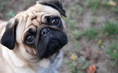 Serene Close Wallpaper Abstract Wallpaper 4K 1920x1200 Hd, Desktop, Wallpaper, Featuring, A, Close-up, Of, Pug, Soulful, Eyes, Wrinkled, Face, Gray, Ultrawide, Full HD