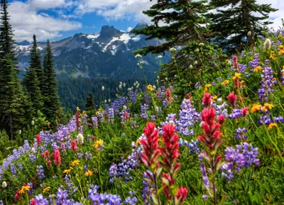 Misty Vibrant Wallpaper Nature Wallpaper 4K 2048x1482 Vibrant, Wildflowers, Bloom, In, A, Lush, Landscape, Framed, Majestic, Mountains, Bright, Blue, White, Gray, Full HD