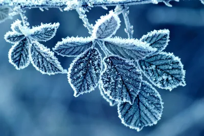 Serene Frost Wallpaper Nature Wallpaper 4K 3648x2432 Frost-covered, Leaves, Glisten, In, Cool, Tones, Capturing, The, Serene, Beauty, Nature, Making, White, Brown, Landscape, QHD