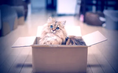 Misty Fluffy Wallpaper Animals Wallpaper 4K 1920x1200 Hd, Desktop, Wallpaper, Featuring, A, Fluffy, Cat, With, Blue, Eyes, Sitting, Inside, White, Gray, Ultrawide, Full HD