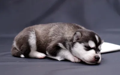 Golden Sleeping Wallpaper Abstract Wallpaper 4K 2560x1600 A, Sleeping, Puppy, Rests, Peacefully, On, Flat, Surface, Showcasing, Soft, Fur, Adorable, Gray, Ultrawide, QHD
