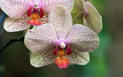 Misty Close Wallpaper Nature Wallpaper 4K 1920x1200 Close-up, Of, A, Delicate, Orchid, With, Pale, Petals, Speckled, Purple, Set, Against, White, Gray, Ultrawide, Full HD