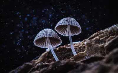 Crisp Macro Wallpaper Nature Wallpaper 4K 2000x1250 Hd, Desktop, Wallpaper, Featuring, A, Macro, Shot, Of, Two, Mushrooms, Bokeh, Capturing, Gray, Pink, Ultrawide, Full HD
