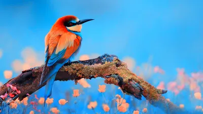 Radiant General Wallpaper Abstract Wallpaper 4K 1920x1080 Wallpaper, General, 1920x1080, Teal, Ultrawide, Full HD