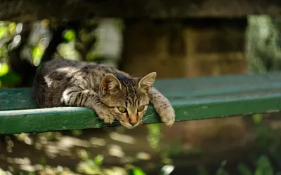 Dark Close Wallpaper Animals Wallpaper 4K 1920x1200 A, Close-up, Of, Cat, Staring, Intently, While, Resting, Green, Bench, Captured, Shallow, Gray, Brown, Ultrawide, Full HD