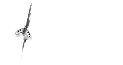 Minimalist Quad White Minimal Wallpaper 4K 3840x2050 Minimalist, 2k, Quad, Hd, Pc, Desktop, Wallpaper, White, Small, Spotted, Butterfly, Gray, Ultrawide, 4k