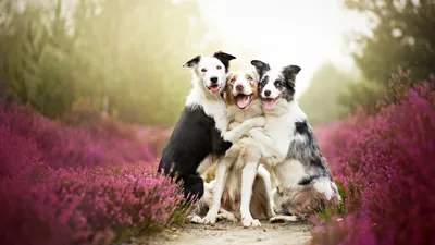 Dark Three Wallpaper Wallpaper 4K, Animals category