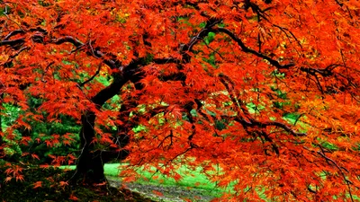 Calm Autumn Wallpaper Nature Wallpaper 4K 1920x1080 Autumn, Tree, In, Japanese, Garden, Red, Ultrawide, Full HD