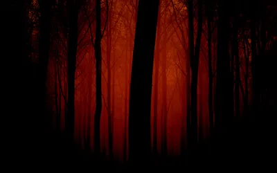 Sleek Dark Wallpaper Nature Wallpaper 4K 2560x1600 Dark, Artistic, Forest, Scene, With, Tall, Trees, Silhouetted, Against, Deep, Red, Creating, Brown, Ultrawide, QHD