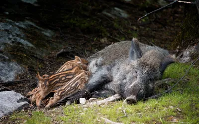 Moody Wild Wallpaper Nature Wallpaper 4K 2560x1600 Hd, Pc, Desktop, Wallpaper, Showing, A, Wild, Boar, Resting, Mossy, Ground, Her, Gray, Ultrawide, QHD