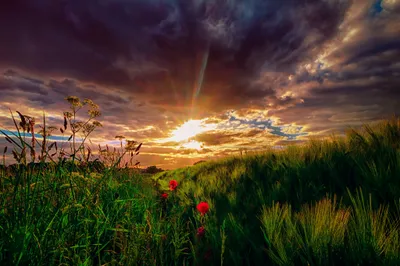 Dreamy Vibrant Wallpaper Nature Wallpaper 4K 2048x1363 Hd, Desktop, Wallpaper, Featuring, A, Vibrant, Poppy, Field, Bathed, Sunbeam, Light, Beneath, Brown, Ultrawide, Full HD