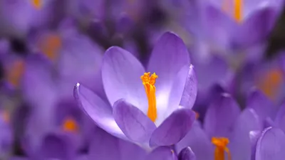 Moody Nature Wallpaper Nature Wallpaper 4K 5456x3064 Nature, Crocus, Hd, Desktop, Wallpaper, Background, Image, Orange, Brown, Gray, Ultrawide, 4k
