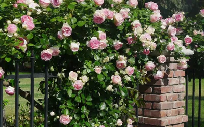 Vibrant Display Blooming Pink Nature Wallpaper 4K 1920x1200 A, Vibrant, Display, Of, Blooming, Pink, Roses, Cascades, Over, Brick, Pillar, Set, White, Brown, Gray, Ultrawide, Full HD
