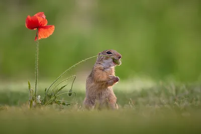 Serene Rodent Wallpaper Animals Wallpaper 4K 1920x1281 Rodent, Animal, Gopher, Hd, Desktop, Wallpaper, Background, Brown, Gray, Landscape, Full HD