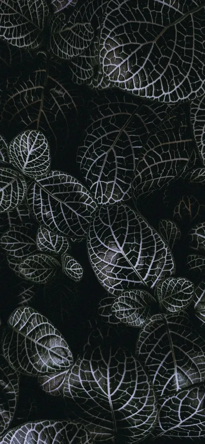 Dark Leaf Pattern Veins Texture Wallpaper 4K, Abstract category