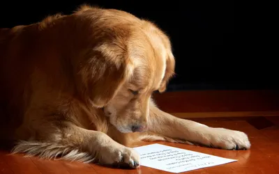 Golden Retriever Lies Wooden Abstract Wallpaper 4K 2560x1600 A, Golden, Retriever, Lies, On, Wooden, Floor, Intently, Looking, Sheet, Paper, Desktop, White, Ultrawide, QHD