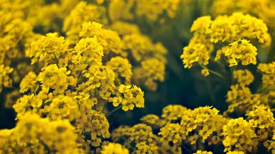Crisp Vibrant Wallpaper Nature Wallpaper 4K 2600x1463 Vibrant, Yellow, Flowers, Blanket, A, Garden, Showcasing, The, Beauty, Nature, Makes, Striking, Orange, Ultrawide, QHD